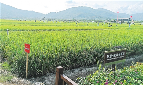 广东省田间教学基地广东省田间教学基地，培育新时代农业人才的摇篮